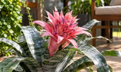 Aechmea fasciata: a bromélia rosa que floresce por até seis meses e exige menos cuidado do que parece