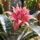 Aechmea fasciata: a bromélia rosa que floresce por até seis meses e exige menos cuidado do que parece