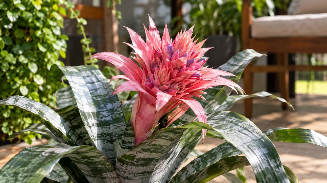Aechmea fasciata: a bromélia rosa que floresce por até seis meses e exige menos cuidado do que parece