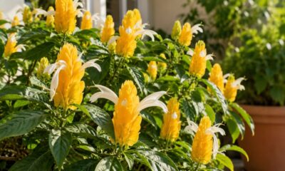 Pachystachys lutea não floresce como deveria: descubra os 3 erros comuns no cultivo do camarão amarelo e como corrigir cada um