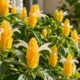 Pachystachys lutea não floresce como deveria: descubra os 3 erros comuns no cultivo do camarão amarelo e como corrigir cada um