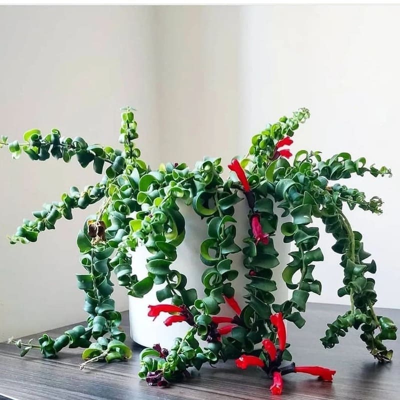 Essa planta de flores vermelhas intensas virou queridinha dos jardins suspensos