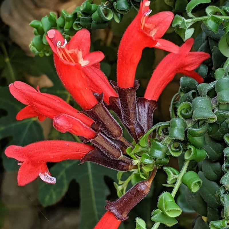 Essa planta de flores vermelhas intensas virou queridinha dos jardins suspensos