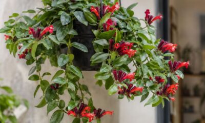 Descobri a columeia batom em um vaso pendente e entendi por que essa trepadeira com flores de batom conquistou tanta gente
