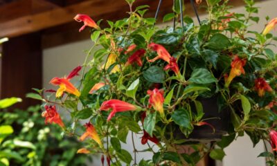 Columeia havaiana surpreende com flores que imitam peixinhos dourados: veja como cultivar em casa sem erro