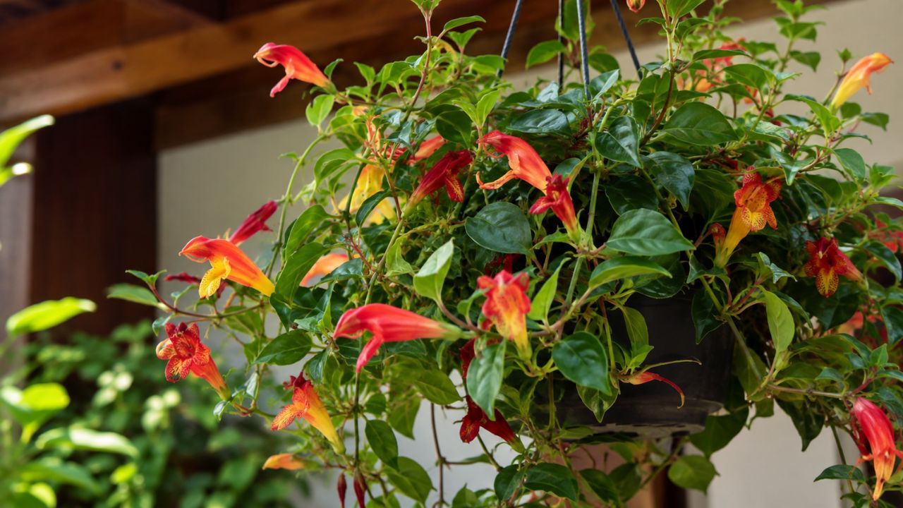 Columeia havaiana surpreende com flores que imitam peixinhos dourados: veja como cultivar em casa sem erro