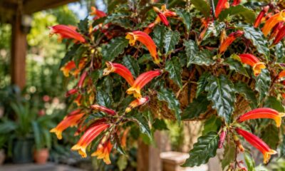 Columeia hirta: a planta com flores em forma de peixinho dourado que virou febre entre colecionadores