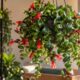 Columeia Twister tem folhas enroladas e flores vermelhas: entenda como cultivar em casa e o segredo para florescer mais
