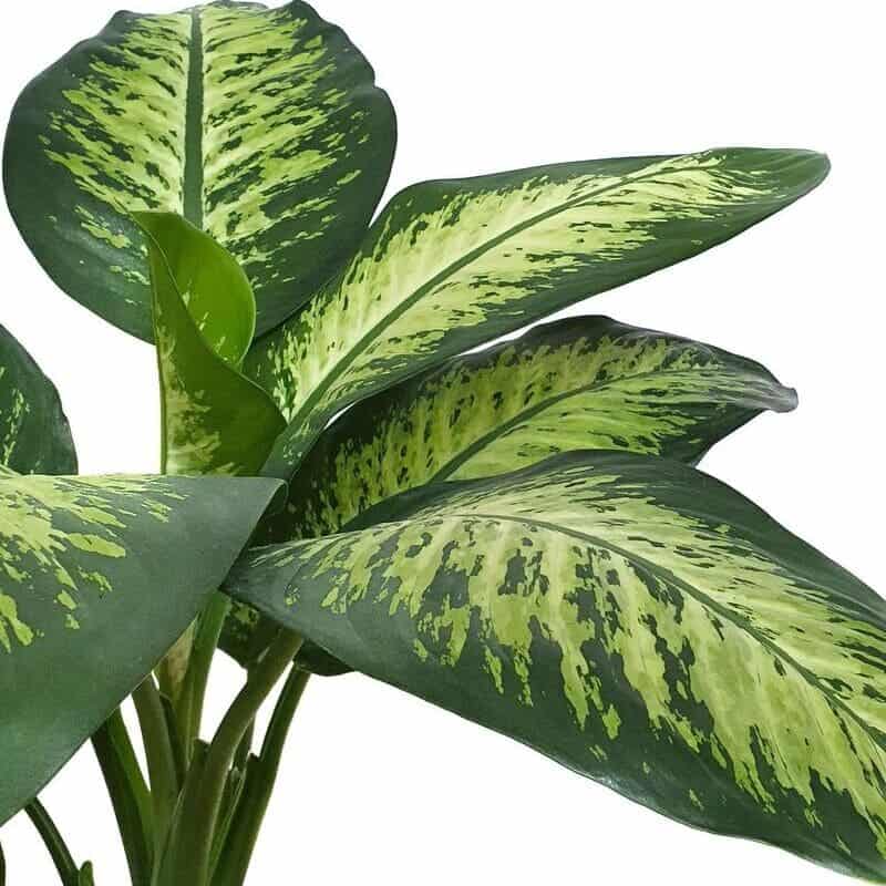 Comigo-ninguém-pode: significado espiritual e como cultivá-la para atrair proteção e prosperidade