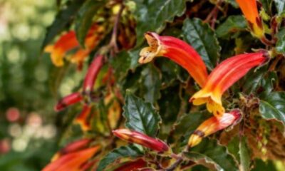 cropped-columeia-hirta.jpg