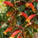 cropped-columeia-hirta.jpg