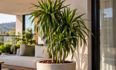Dracena arbórea cresce até em vaso pequeno e é apontada como aliada do ar mais limpo dentro de casa; entenda por quê