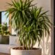 Dracena arbórea cresce até em vaso pequeno e é apontada como aliada do ar mais limpo dentro de casa; entenda por quê