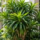 Pleomele verde resiste ao esquecimento e ainda traz um toque tropical para dentro de casa: veja como cuidar