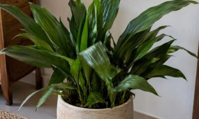 Aspidistra elatior é segura para cães e gatos e vive bem na sombra: entenda onde plantar e o erro que apodrece a planta
