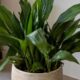 Aspidistra elatior é segura para cães e gatos e vive bem na sombra: entenda onde plantar e o erro que apodrece a planta