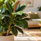 Ficus elastica cresce até dentro de apartamento pequeno: veja as variedades que toleram pouca luz e exigem poucos cuidados