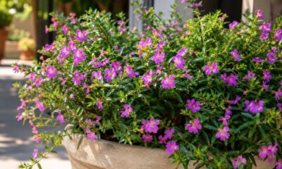 Flor érica (Cuphea hyssopifolia): a planta que floresce quase o ano inteiro e exige menos cuidado do que parece