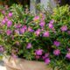 Flor érica (Cuphea hyssopifolia): a planta que floresce quase o ano inteiro e exige menos cuidado do que parece
