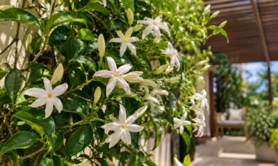 Essa planta batizada de asa-de-anjo enche a casa de perfume na primavera: veja os cuidados para o jasmim-estrela florir sem parar