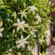 Essa planta batizada de asa-de-anjo enche a casa de perfume na primavera: veja os cuidados para o jasmim-estrela florir sem parar