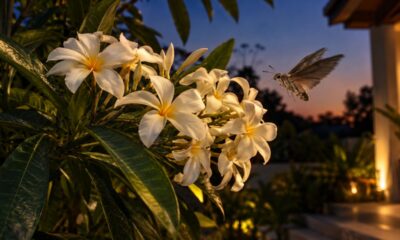 Jasmim-manga floresce mais perfumado à noite: entendo o truque da planta para enganar polinizadores e veja como cultivar em casa
