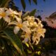 Jasmim-manga floresce mais perfumado à noite: entendo o truque da planta para enganar polinizadores e veja como cultivar em casa