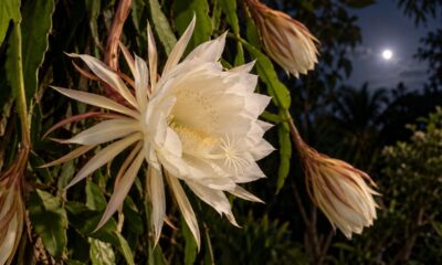 Kadupul floresce só uma noite por ano: entenda por que essa flor rara encanta jardineiros no mundo todo