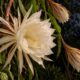 Kadupul floresce só uma noite por ano: entenda por que essa flor rara encanta jardineiros no mundo todo