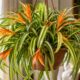 Planta Lumina impressiona pela cor alaranjada rara e intriga quem vê pela primeira vez: entenda como cultivar essa espécie em casa