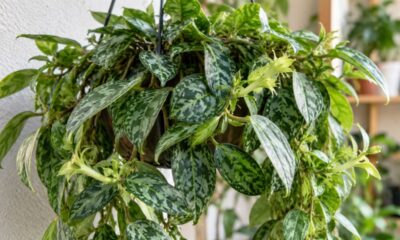 Columeia marmorata encanta por suas folhas marmorizadas e se torna a nova estrela dos jardins verticais