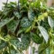 Columeia marmorata encanta por suas folhas marmorizadas e se torna a nova estrela dos jardins verticais