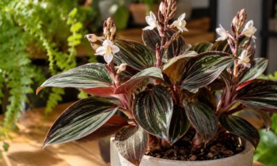 Ludisia discolor dispensa sol forte e ainda assim mantém folhas com brilho de pedra preciosa