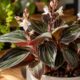 Ludisia discolor dispensa sol forte e ainda assim mantém folhas com brilho de pedra preciosa