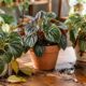 Cultivo de peperomia em apartamento: os erros mais comuns que fazem a planta sofrer sem que o tutor perceba