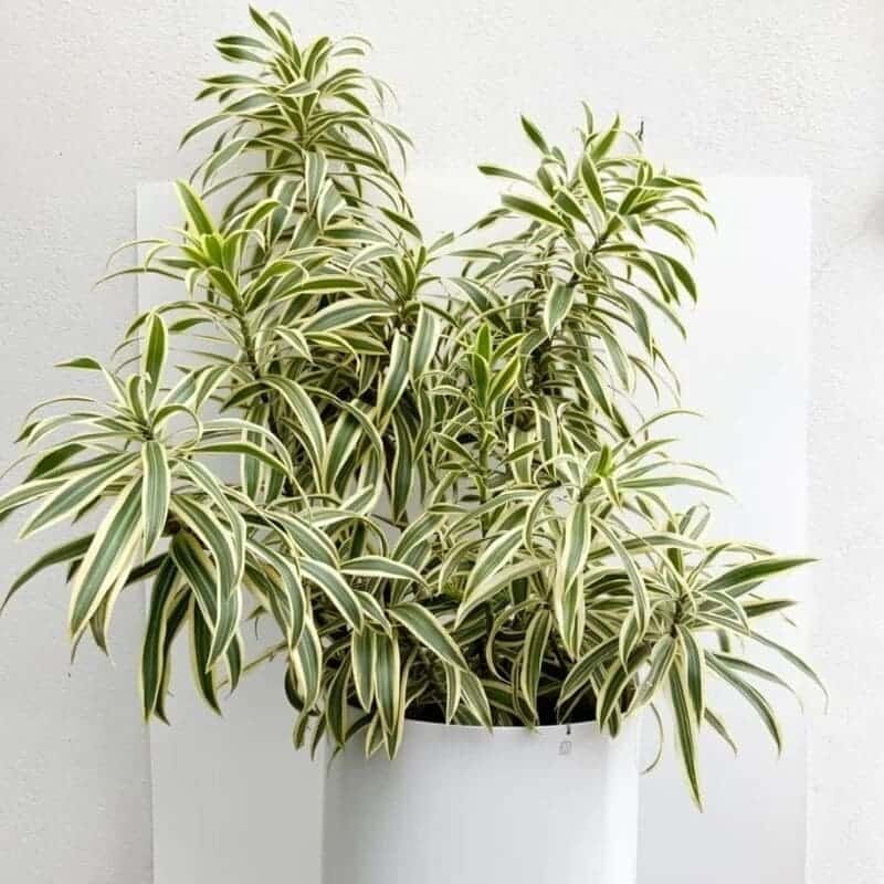 Plantas de Grande Porte para o Hall: Acolha e Enobreça a Entrada da Sua Casa.