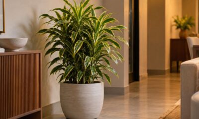 Pleomele variegata: a planta que purifica o ar e sobrevive até em cantos com pouca luz