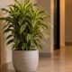 Pleomele variegata: a planta que purifica o ar e sobrevive até em cantos com pouca luz