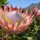 Protea cynaroides: a planta que sobrevive ao fogo e virou símbolo de resistência nos jardins