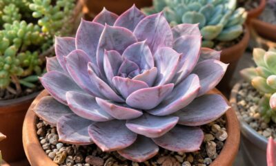 Echeveria Lilacina ganha fama entre colecionadores: entenda o pó lilás que protege a planta e como evitar apagá-lo sem querer