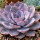 Echeveria Lilacina ganha fama entre colecionadores: entenda o pó lilás que protege a planta e como evitar apagá-lo sem querer