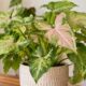 Syngonium Butterfly: os cuidados simples que mantêm a variegação da planta que parece ter asas nas folhas