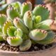 Patinha de urso se tornou suculenta favorita entre colecionadores: saiba como multiplicar a Cotyledon tomentosa em casa