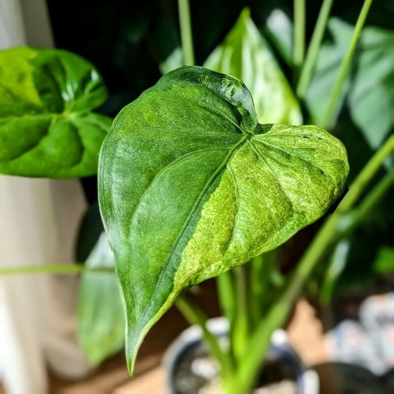 Por que a Alocasia virou febre no Brasil e o que fazer quando as folhas começam a amarelecer