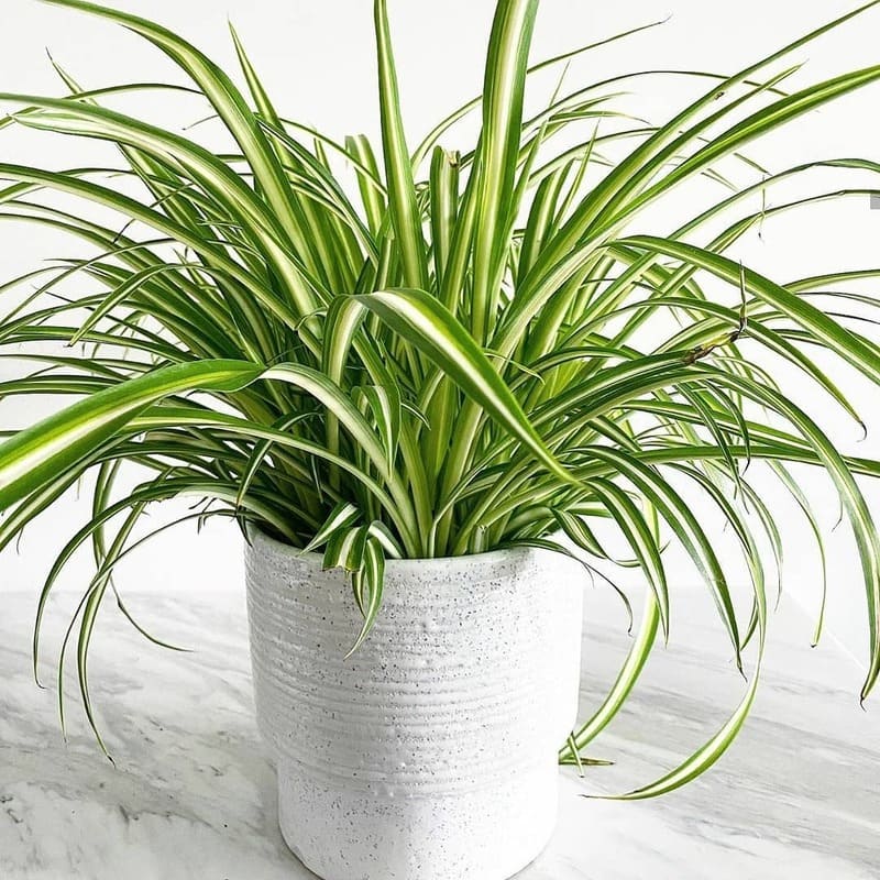 Clorofito em apartamento: como cultivar a espécie ideal para ambientes sombreados
