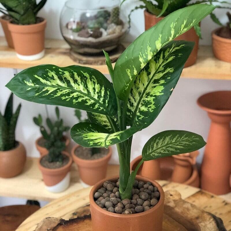 5 Dicas para Cuidar da Planta Comigo-Ninguém-Pode no Inverno