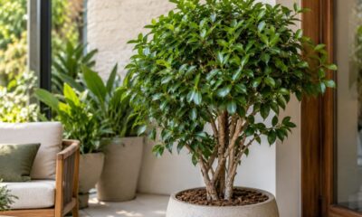 Ficus microcarpa: a árvore ligada à sorte na China que se adapta bem a vasos e pede poucos cuidados