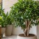 Ficus microcarpa: a árvore ligada à sorte na China que se adapta bem a vasos e pede poucos cuidados