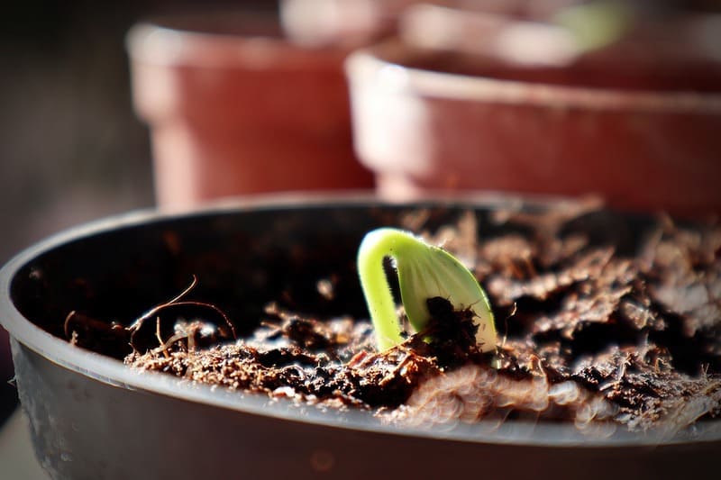 Substrato caseiro para plantas: faça o seu em 3 passos fáceis e sem gastar nada