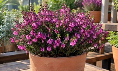 Flor pequena, efeito grande: a mini erica conquista quem tem pouco espaço e tempo para cuidar do jardim